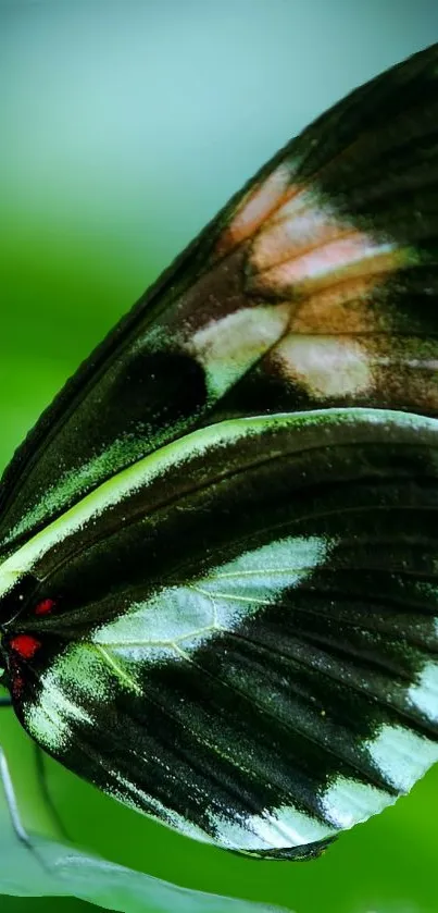 Detailed vibrant butterfly wing with shades of green.