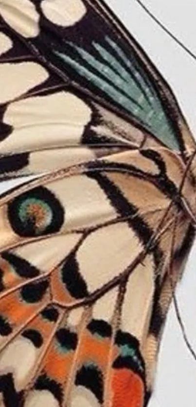 Close-up of a vibrant butterfly wing pattern.