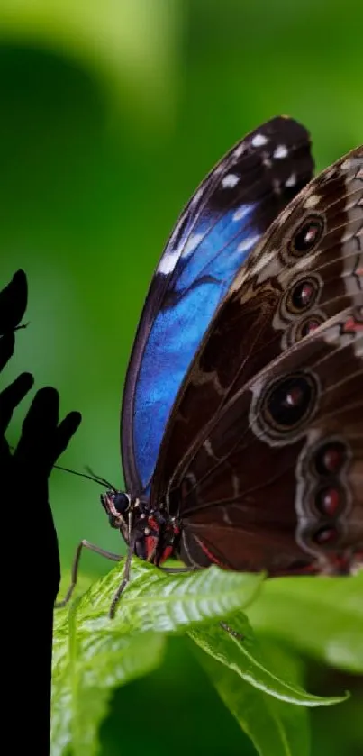 A vibrant butterfly sits on leaves with a black hand silhouette.
