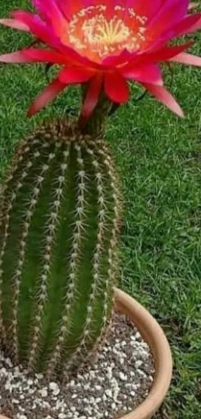 Cactus with vibrant red flower and green grass background.