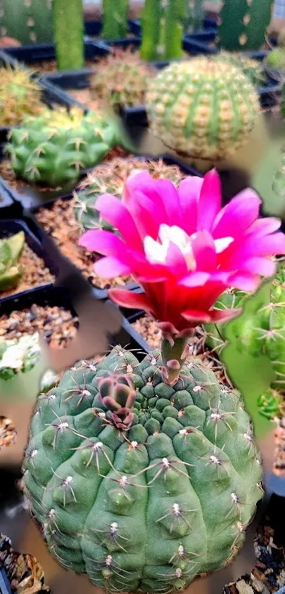 Pink cactus flower amidst green spines in a vibrant nature wallpaper.