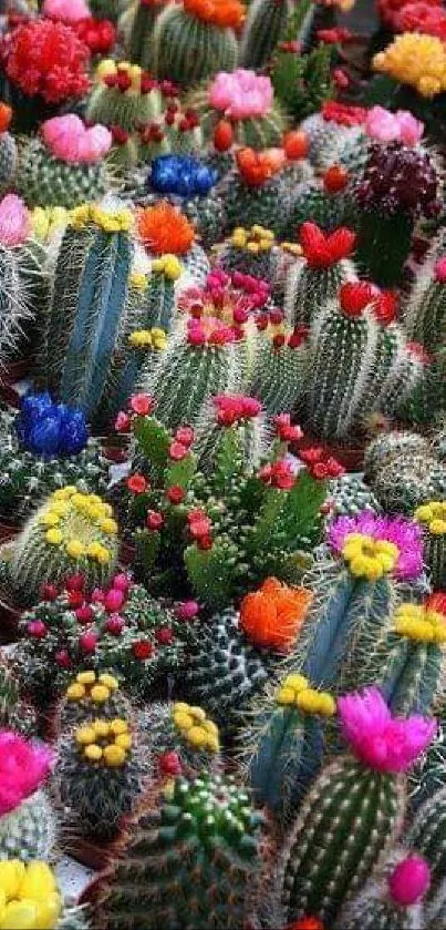 Colorful cactus flowers creating a vibrant mobile wallpaper.