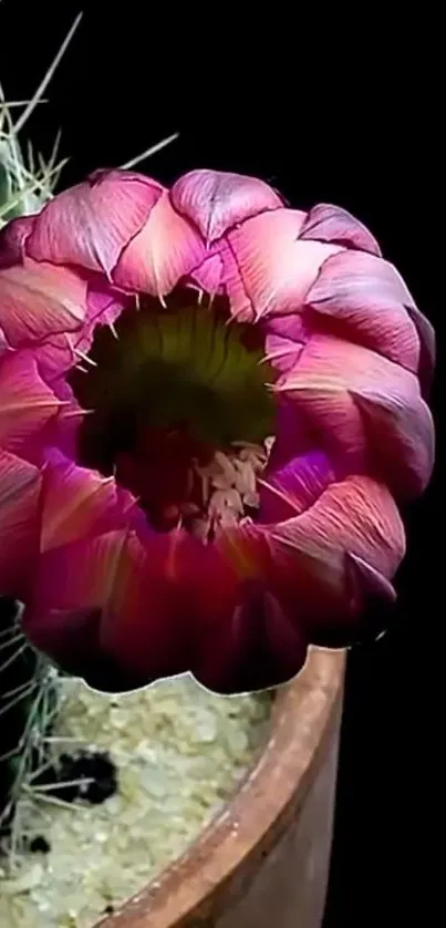 Colorful cactus flower on dark background, elegant and vibrant.