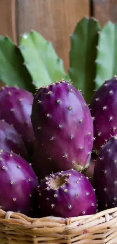 Purple cactus fruits in a basket with lush green leaves.