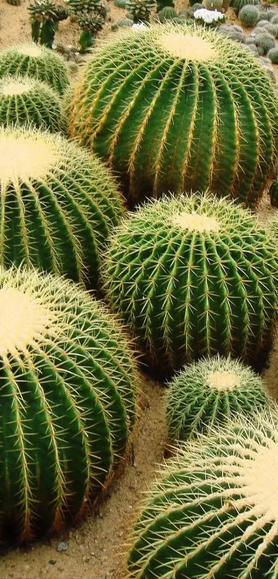 A vibrant garden of large round cacti in a desert setting.