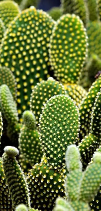 Lush cactus wallpaper with intricate patterns.