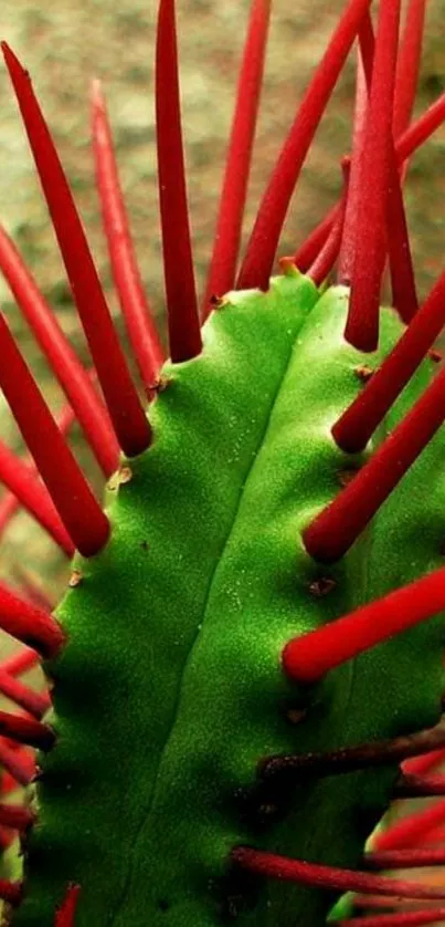 Close-up of cactus with green body and red spikes, vibrant nature wallpaper.