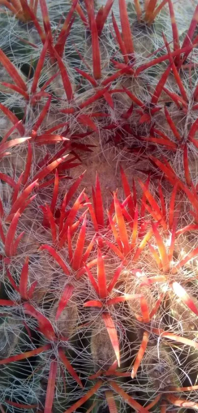 Close-up of vibrant red cactus spines with intricate textures, ideal for mobile wallpaper.