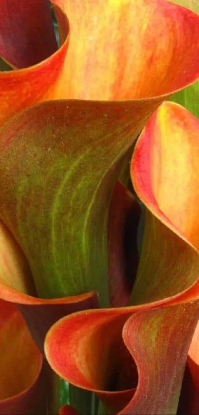 Vibrant calla lily petals in orange shades of a phone wallpaper.