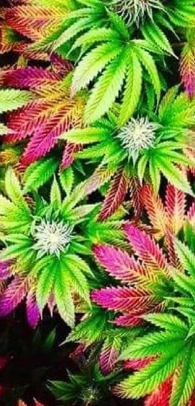 Colorful cannabis leaf wallpaper with bright green and pink hues.