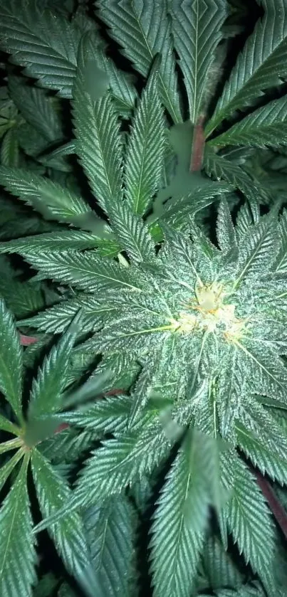 Close-up of cannabis plant with detailed green leaves.