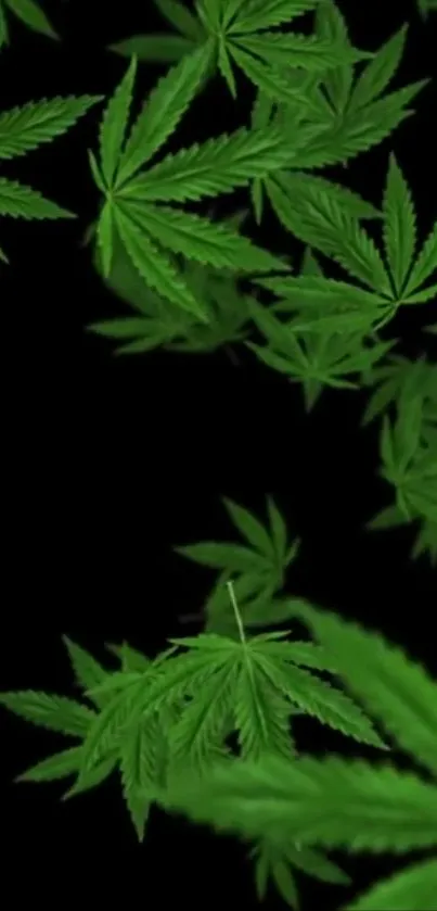 Vibrant green cannabis leaves on a dark background.