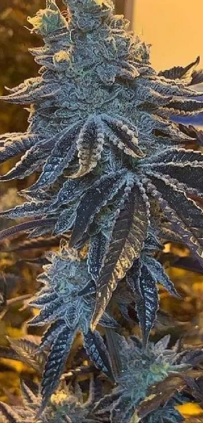 Close-up of a vibrant cannabis plant with lush green leaves in full bloom.