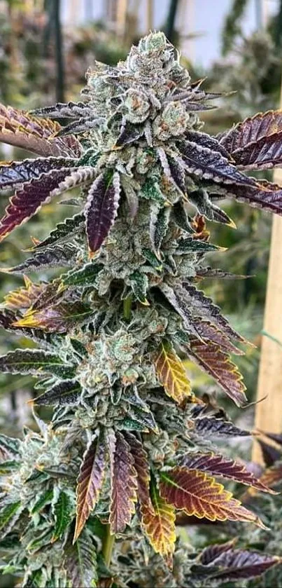 Close-up of a vibrant cannabis plant with colorful leaves.