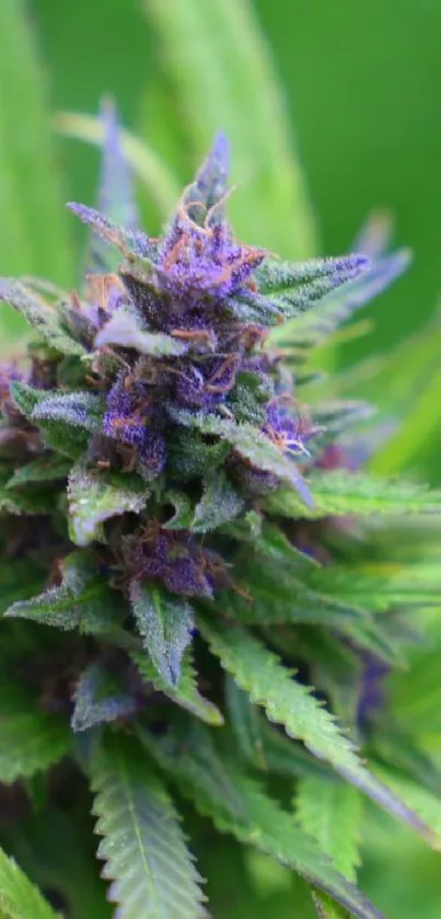 Close-up of a vibrant cannabis plant with green and purple colors.