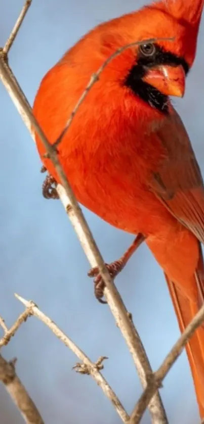 Vibrant red cardinal perched on a branch.