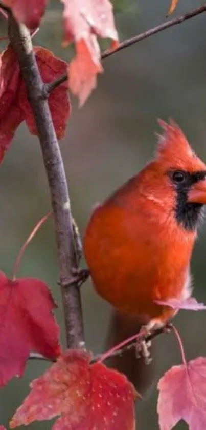 Vibrant red cardinal on a branch with autumn leaves in the background.