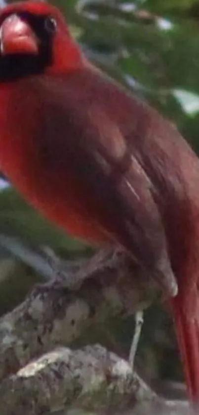 Striking red cardinal perched on a branch with lush green background.