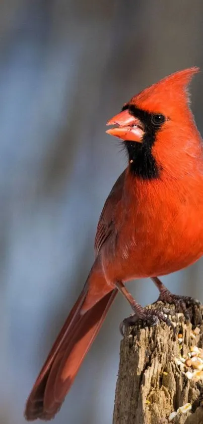 Vibrant red cardinal perched on tree stump in nature.