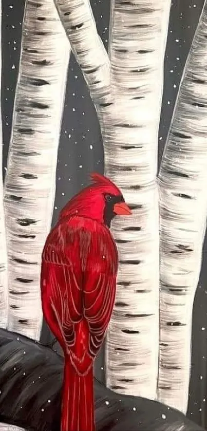 Red cardinal perched on birch trees in winter setting.