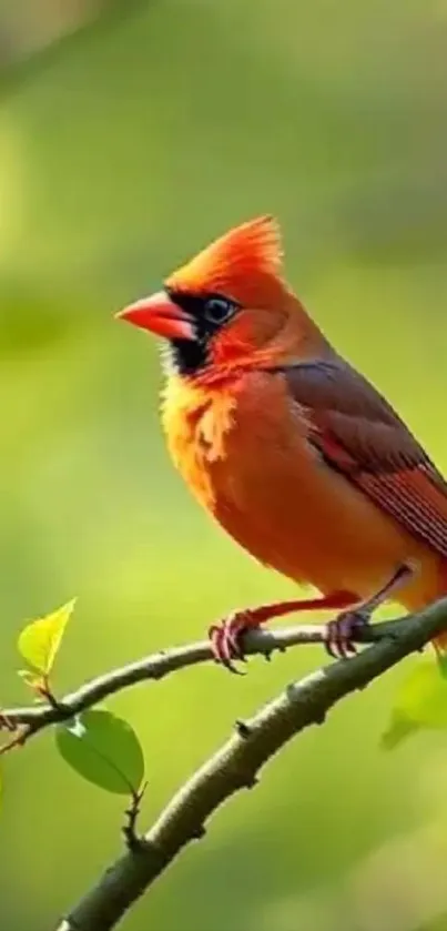 A vibrant cardinal perched on a branch amidst green foliage.