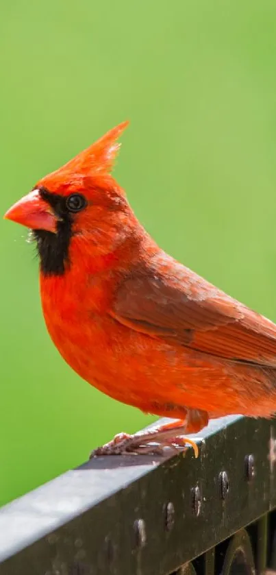 Red cardinal perched on a black wrought iron fence with a lush green background.