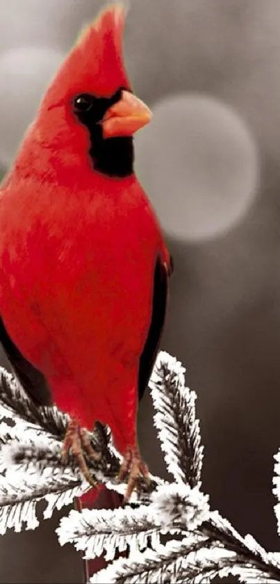 Red cardinal perched on a frosted branch, classic winter scene.