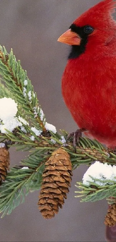 Vibrant red cardinal on snow-covered pine branch wallpaper.