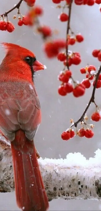 A vibrant red cardinal on a snowy branch with red berries in winter.