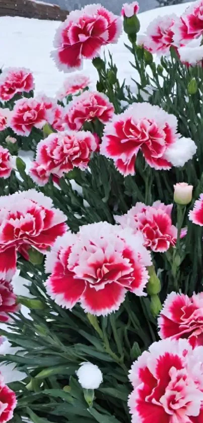 Vibrant pink carnations blanketed in snow.