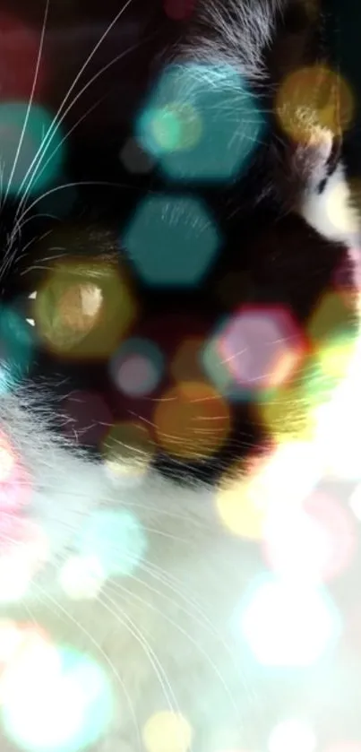 Close-up of a cat with vibrant bokeh effect.