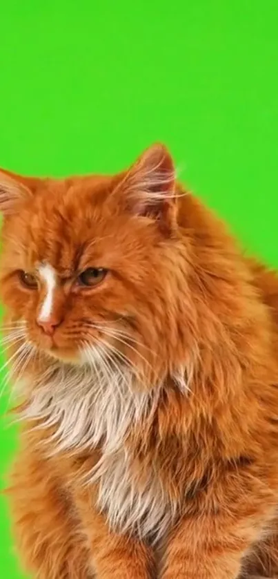 Majestic orange Maine Coon cat on a bright green background.