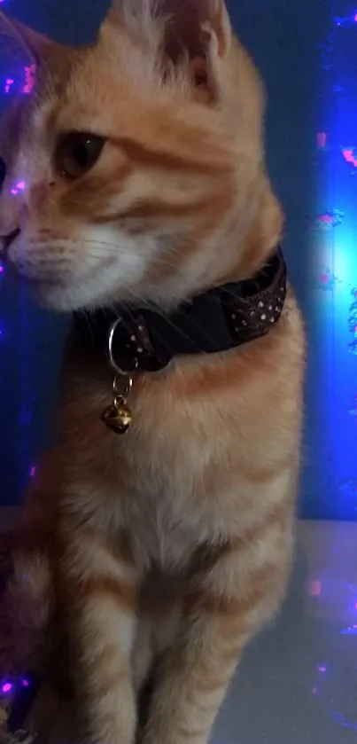 Orange tabby cat with blue neon lights in the background.