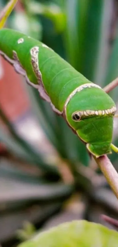 Close-up of a green caterpillar on a branch.