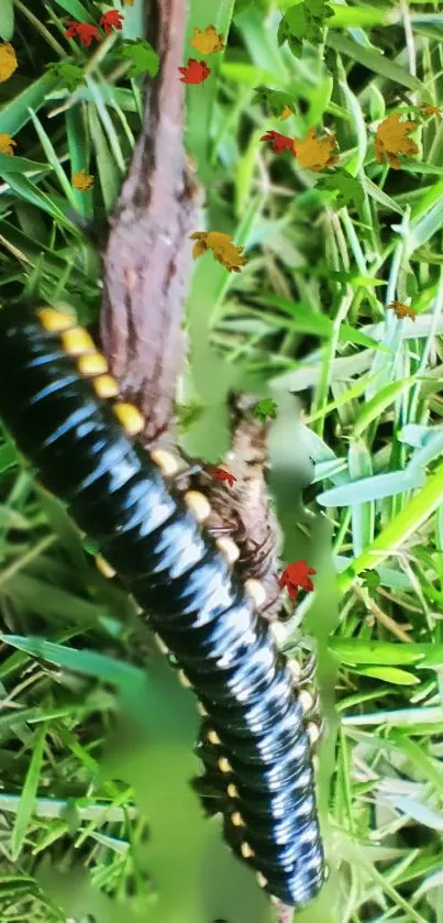 Black caterpillar on green grass with autumn leaves.