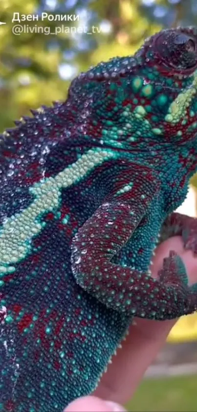 Close-up of a vibrant chameleon with intricate patterns on its skin.