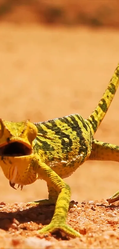 A vibrant chameleon in a desert setting, showcasing vivid colors and texture.