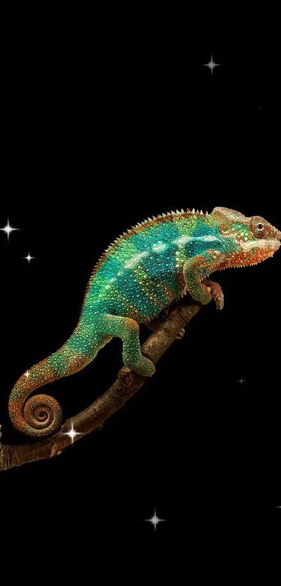 Vibrant chameleon on a branch with black background.