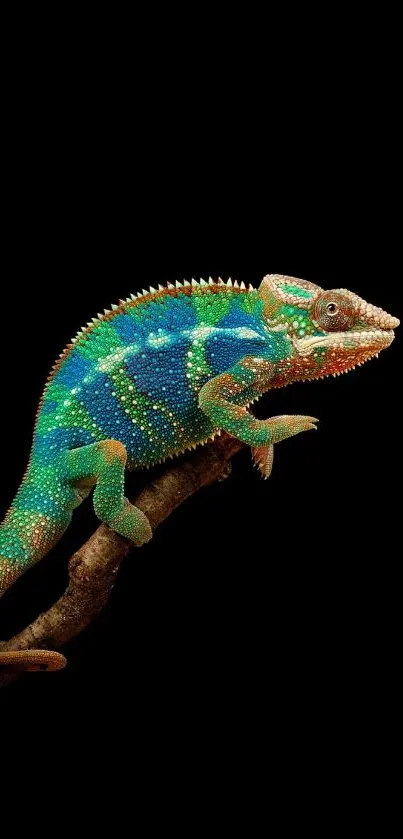 Colorful chameleon on black background, perfect for mobile wallpaper.