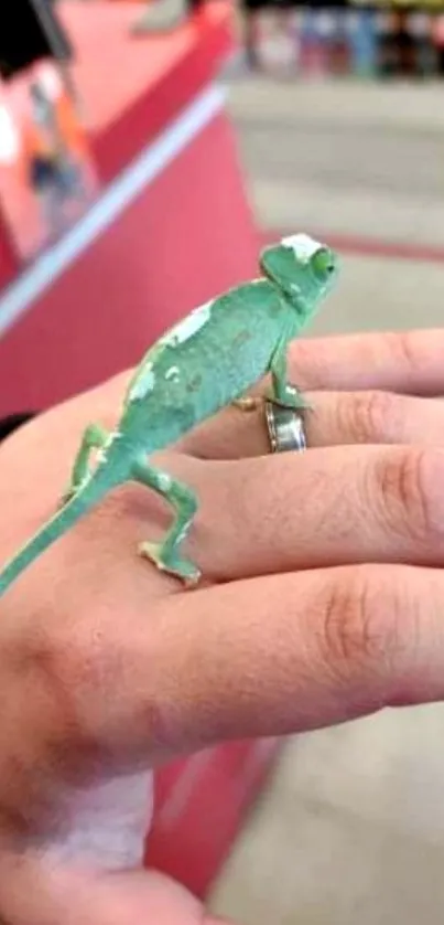 A vivid green chameleon perched on a hand in a vibrant setting.