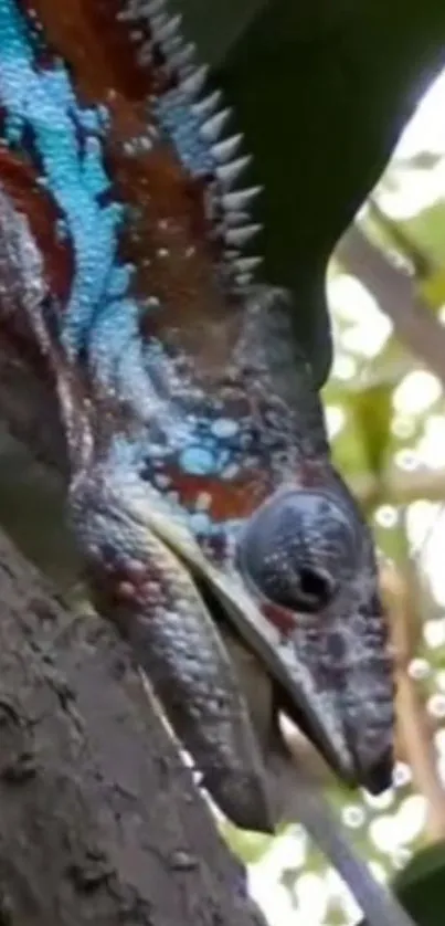 Vibrantly colored chameleon on tree branch with green foliage.