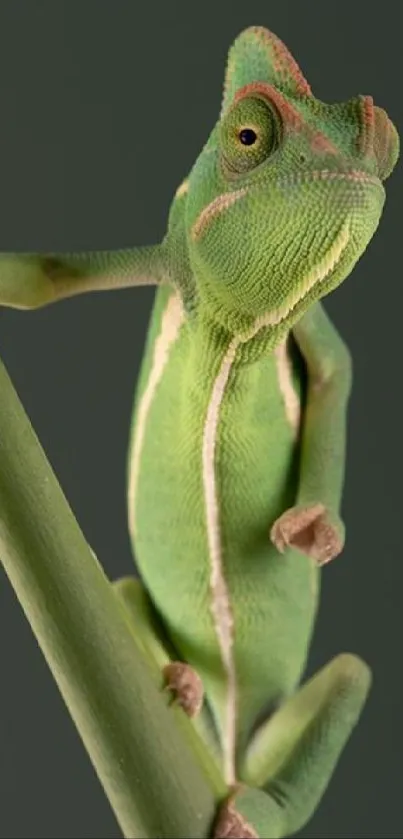 Chameleon on a branch in green-themed mobile wallpaper.