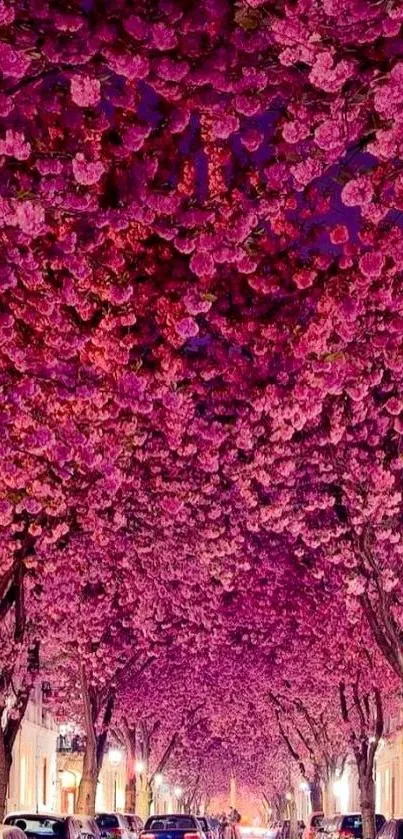 Cherry blossom trees creating a vibrant pink canopy over an avenue.