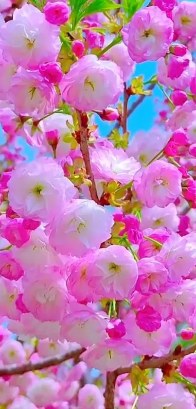 Cherry blossoms in full bloom with a vibrant pink and blue backdrop.