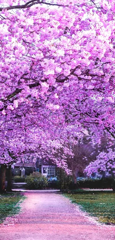 Vibrant cherry blossom trees lining a serene pathway.