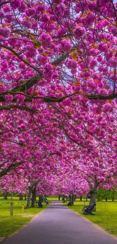 A vibrant cherry blossom pathway with pink floral arches in a serene park setting.