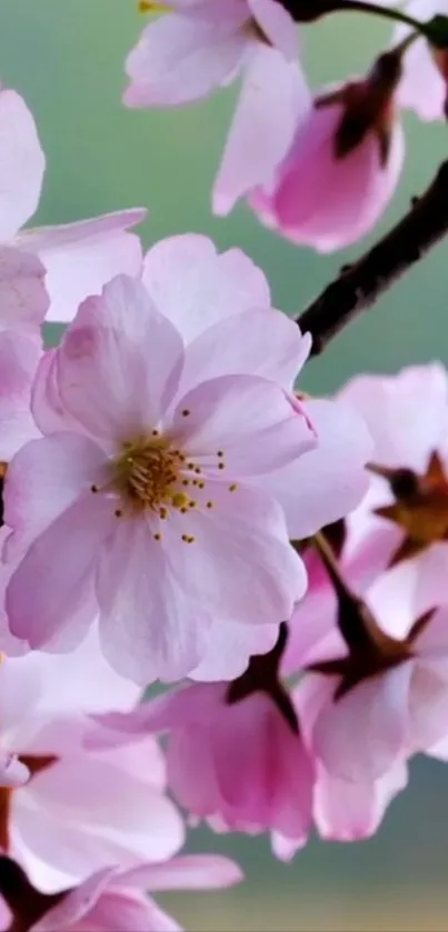 Cherry blossom wallpaper with pink petals and lush green background.