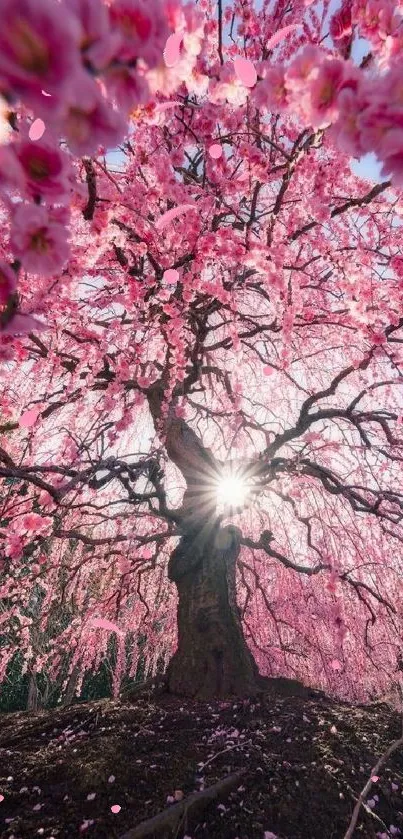 Cherry blossom with sun rays through branches, creating a stunning pink landscape.