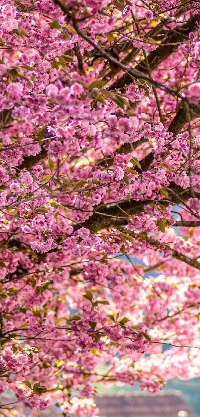 Lush cherry blossom trees with vibrant pink flowers in full bloom.