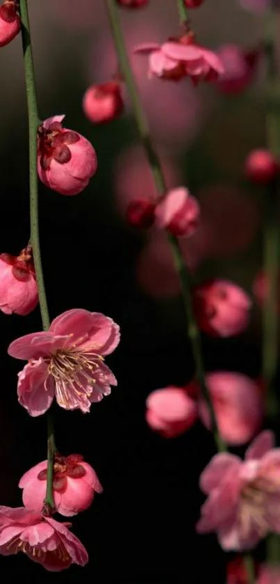 Vibrant cherry blossoms on dark background.